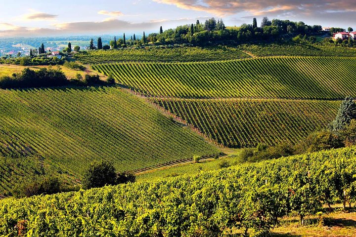 Excursão de vinho de meio dia em Chianti nas colinas da Toscana saindo de Pisa