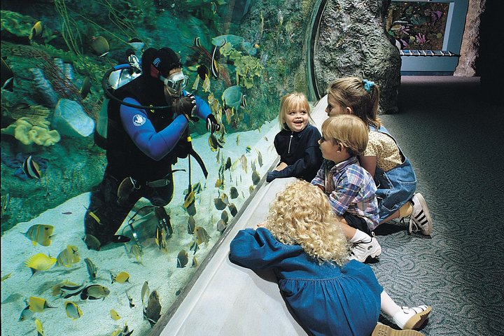 Salta la coda alla biglietteria : biglietto d'ingresso generale dell'Acquario del Pacifico