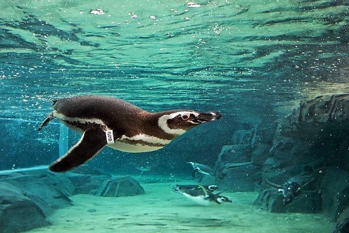 Salta la coda alla biglietteria : biglietto d'ingresso generale dell'Acquario del Pacifico