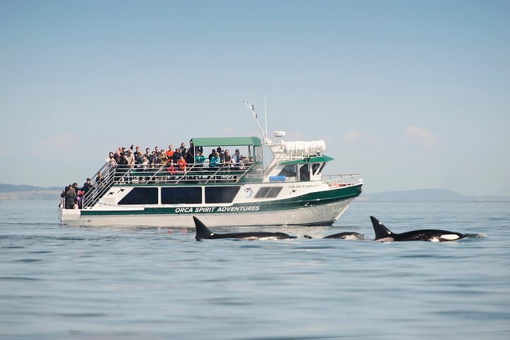 Sommar Victoria Whale Watching Tour på ett täckt fartyg