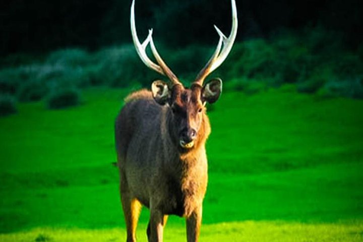 Tour naar Horton Plains en World 's End vanuit Nuwaraeliya