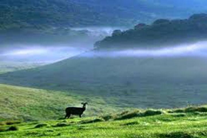 Tour de Horton Plains-World's End y Tea Factory desde Nuwaraeliya