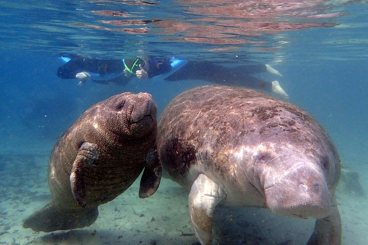 Il tour di snorkeling con lamantino 'OG' con Guida / fotografo in acqua