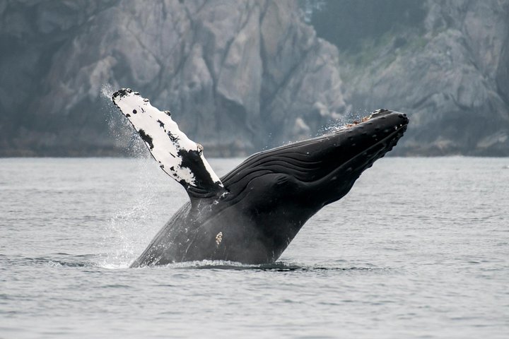 Observación de ballenas en la vida silvestre de Juneau y Glaciar Mendenhall