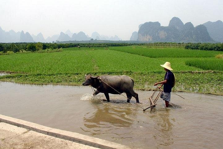 1 dagers Li River Cruise fra Guilin til Yangshuo med privat guide og sjåfør