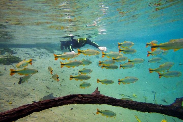 Ohne Anstehen: Recanto Ecologico Rio da Prata Ticket inklusive Trail & Schnorcheln