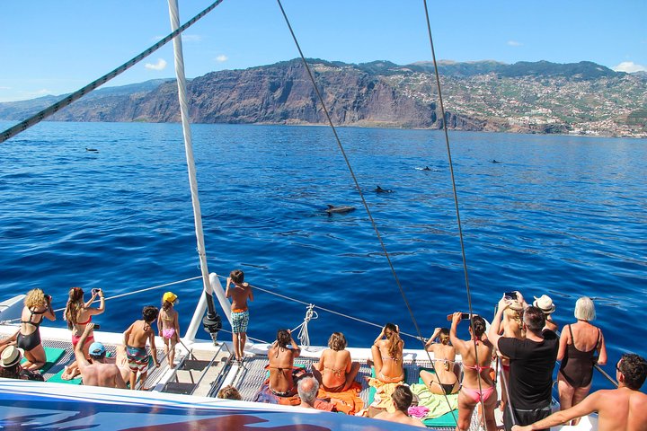 Delfin- og hvalobservationscruise på katamaran fra Funchal af VMT
