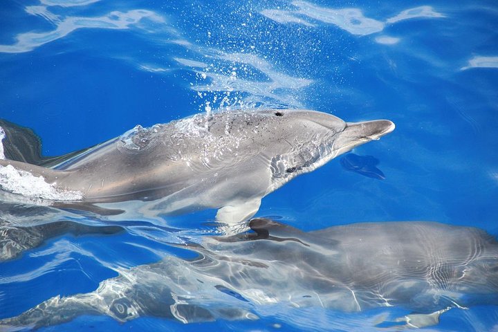 Delfin- og hvalobservationscruise på katamaran fra Funchal af VMT