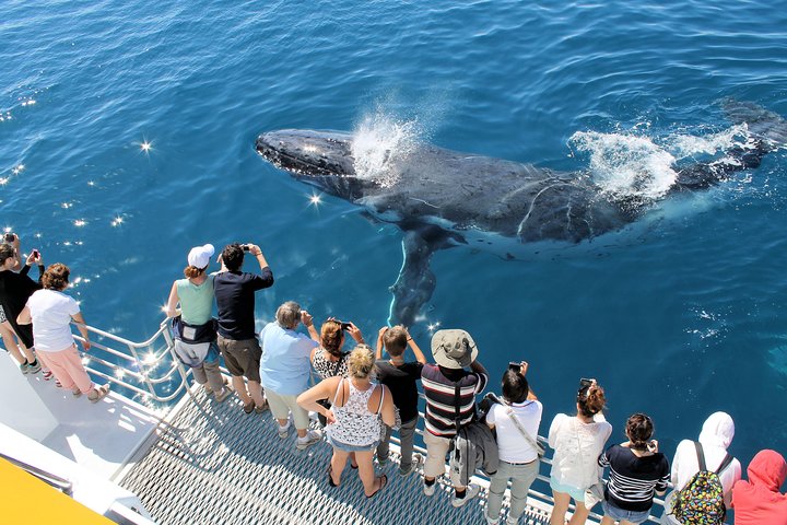 Crociera Spirit of Hervey Bay con avvistamento di balene