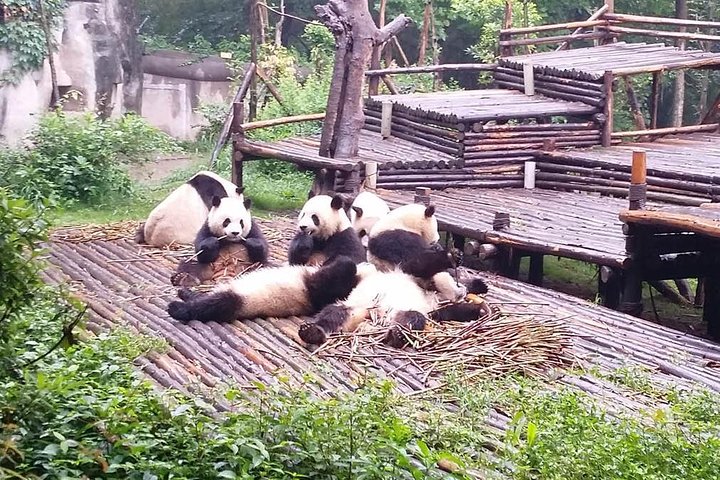 All-inclusive privétrip naar Chengdu Giant Panda Base en Leshan Giant Buddha