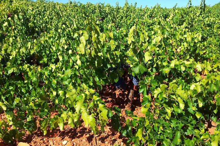 Almería Vintur, provsmakning i Bio Winery och aperitif på engelska