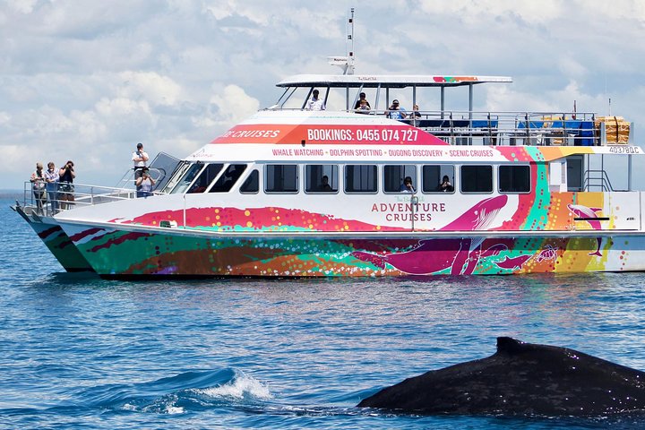 Båtklubbens valskådning i världsklass från Hervey Bay