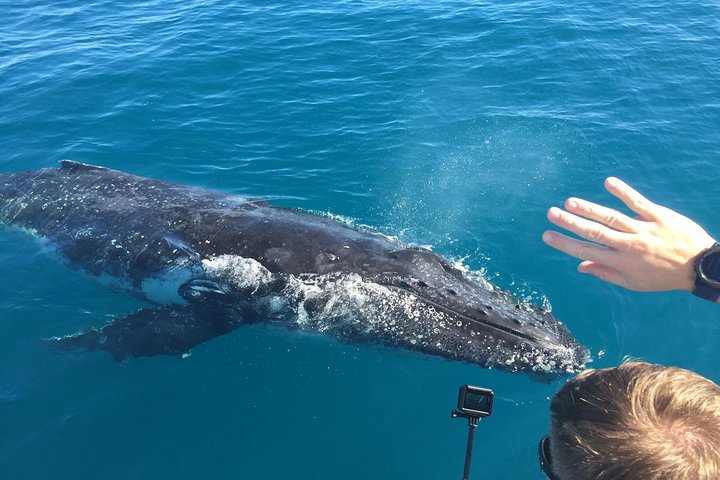 Båtklubbens valskådning i världsklass från Hervey Bay