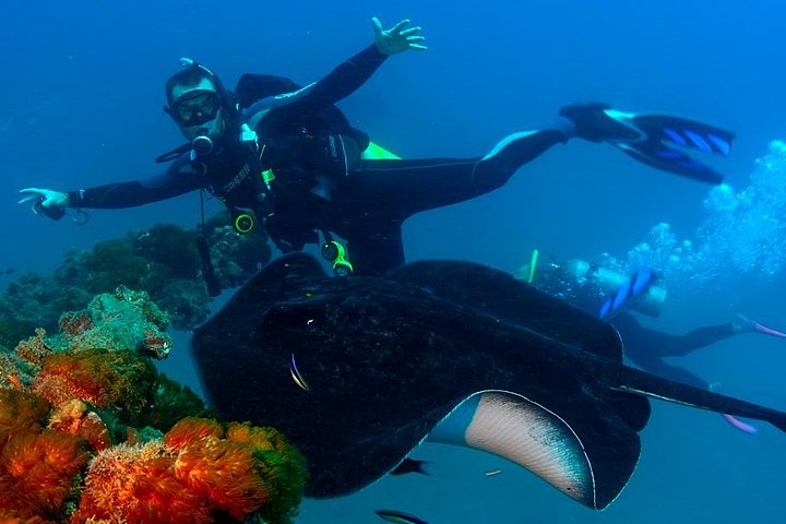 Bucea en el naufragio de S.S. Yongala en la Gran Barrera de Coral.