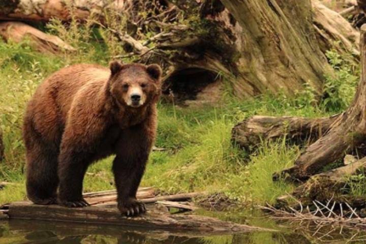 Tour guidato di gruppo ridotto di Sitka Wildlife and Totem Forest