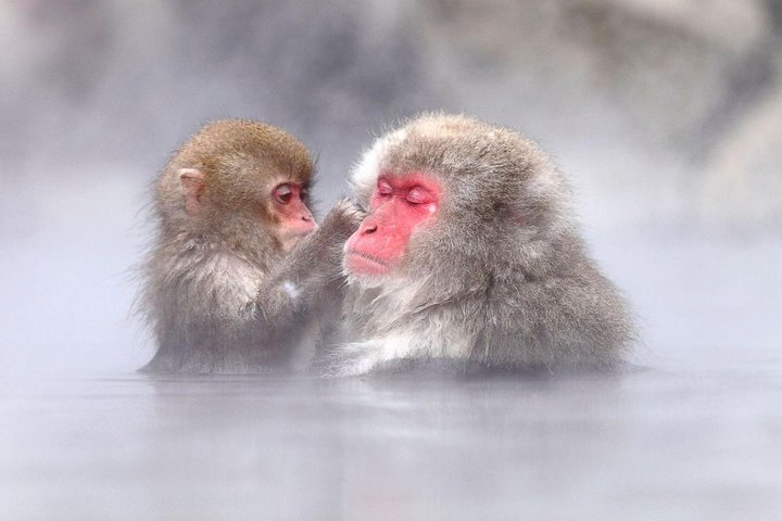 1 - Dag Snow Monkeys, Zenko-ji Temple & Sake i Nagano