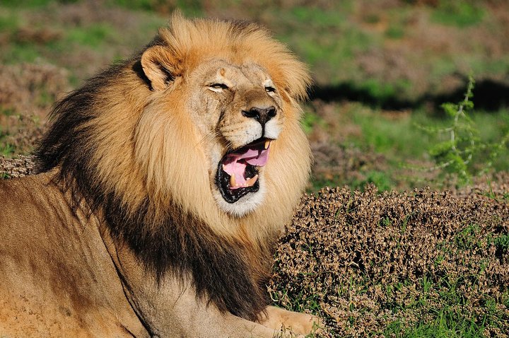Addo Elephant Park All-Inclusive Day Safari fra Port Elizabeth