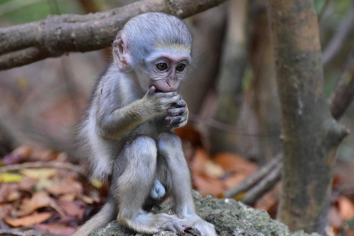 Insel Abenteuer Harrison's Cave Monkey Mittagessen inklusive