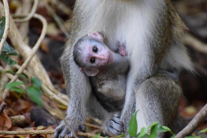 Insel Abenteuer Harrison's Cave Monkey Mittagessen inklusive