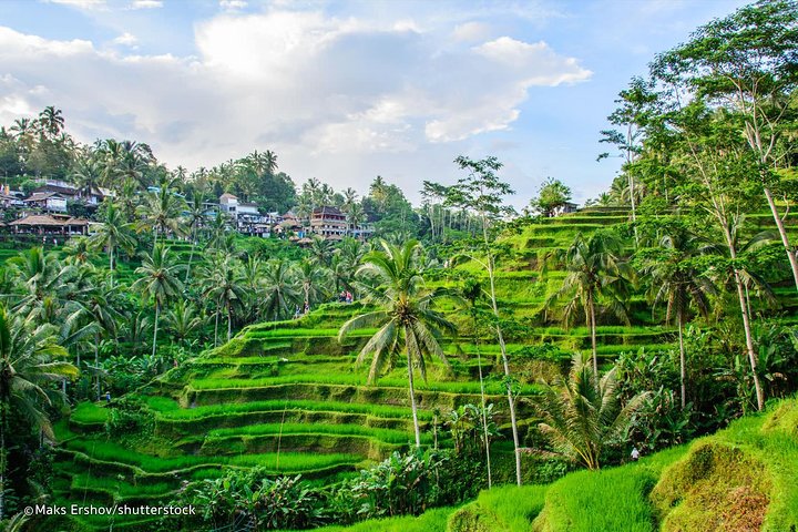 Ubud Private Tour Rice Terraces Temples Waterfalls.