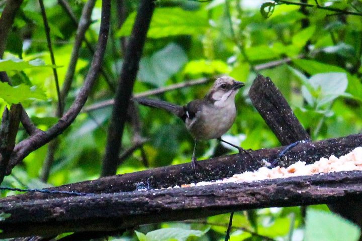 Vogelbeobachtungstour in Giron und Yunguilla Jocotoco Reserve von Cuenca