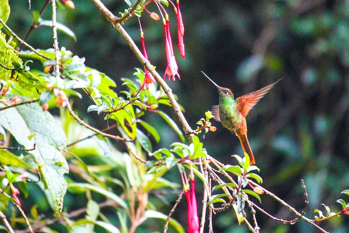 Vogelbeobachtungstour in Giron und Yunguilla Jocotoco Reserve von Cuenca