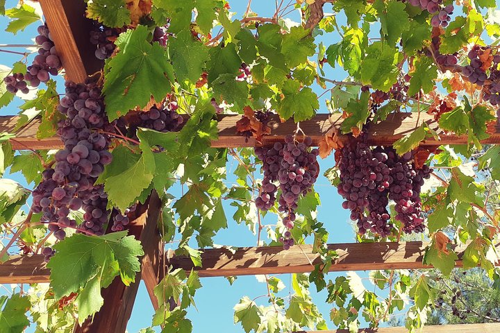 Troodos Mountains Vino Venture: All Inclusive Ganztägige Weintour