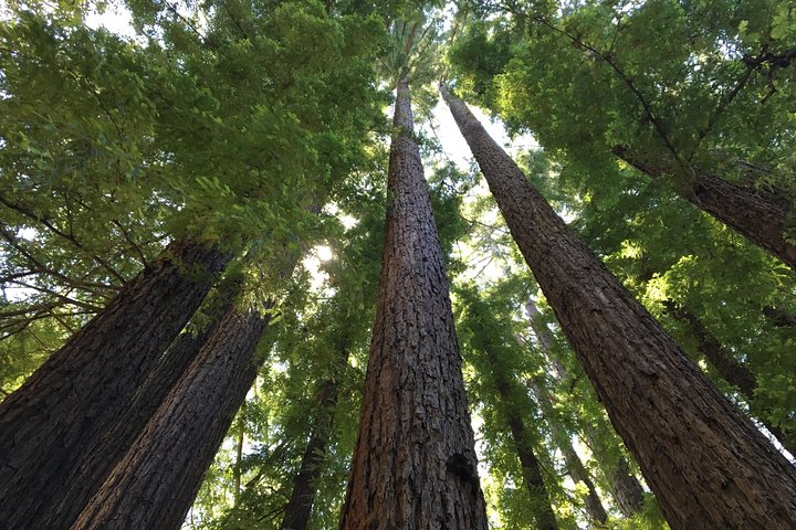 Redwoods of Marin und Mt. Tamalpais-Rundgang mit lokalem Guide