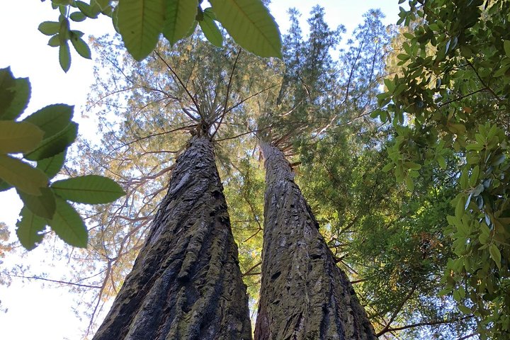Redwoods of Marin und Mt. Tamalpais-Rundgang mit lokalem Guide