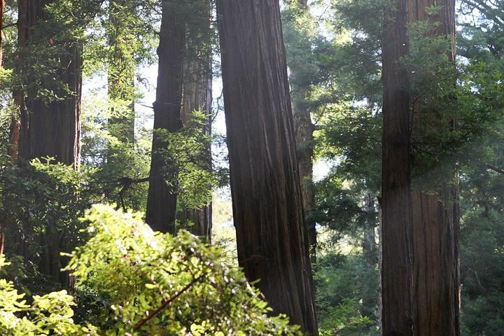 Redwoods of Marin und Mt. Tamalpais-Rundgang mit lokalem Guide