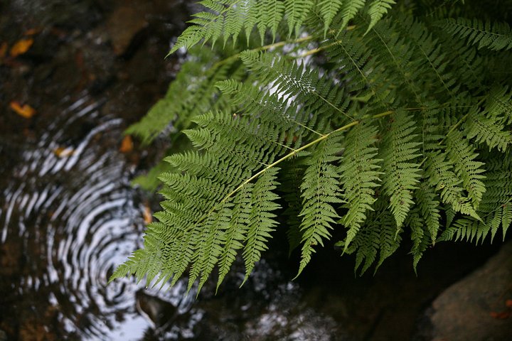 Redwoods of Marin und Mt. Tamalpais-Rundgang mit lokalem Guide
