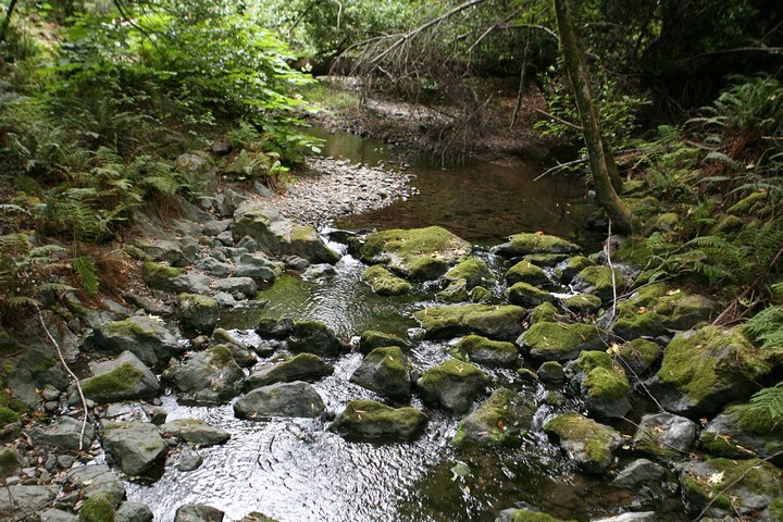 Redwoods of Marin und Mt. Tamalpais-Rundgang mit lokalem Guide