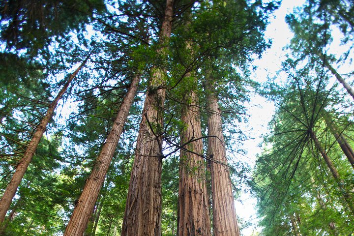 Redwoods of Marin und Mt. Tamalpais-Rundgang mit lokalem Guide