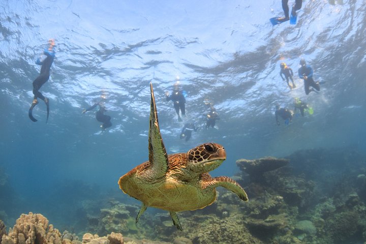 Coral Bay 3-timers Turtle Ecotour