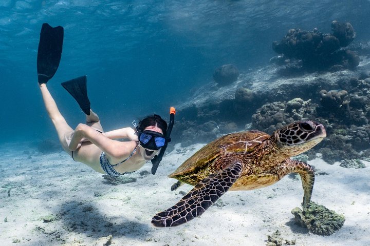 Coral Bay 3-timers Turtle Ecotour