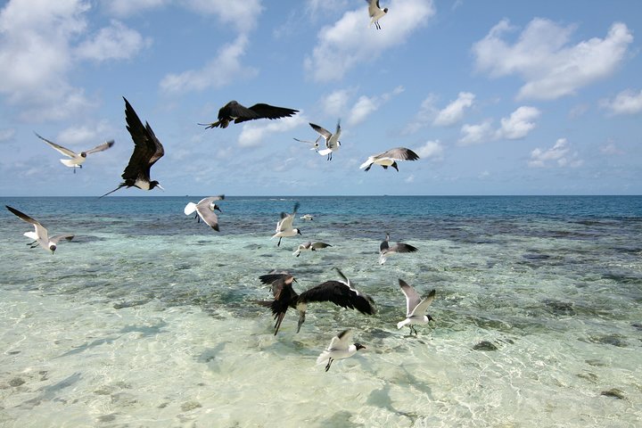 Practique snorkel en la isla tropical perfecta Caye de seda con tortugas, rayas y tiburones