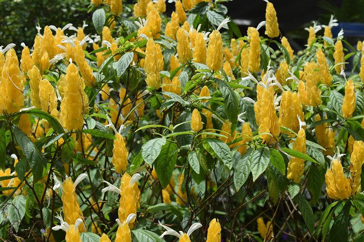 Halvdagstur till Barbados Harrisons Cave Hunte's Garden och Bathsheba
