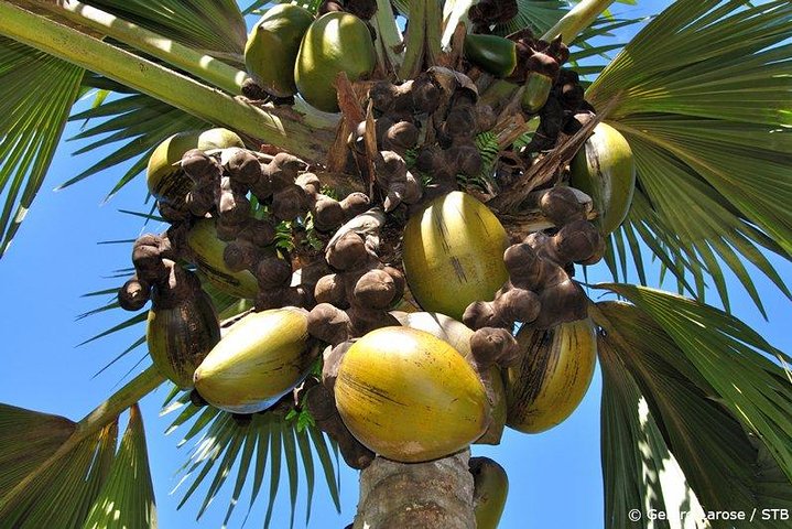 Excursion d'une journée à la découverte de la Vallée de Mai et de l'Anse Lazio sur l'île de Praslin