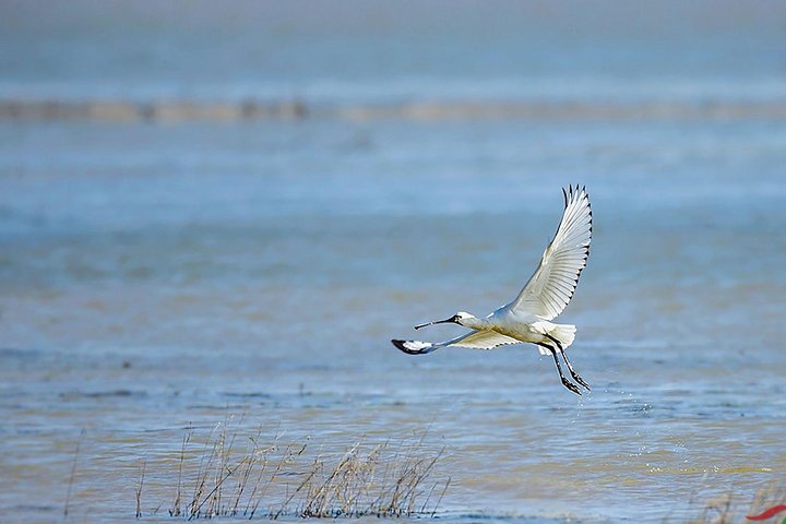 Excursão de Observação de Aves em Nanji Hill Reserva Natural do Lago Poyang em Nanchang