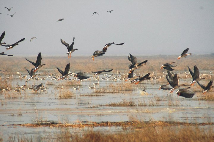 Excursão de Observação de Aves em Nanji Hill Reserva Natural do Lago Poyang em Nanchang