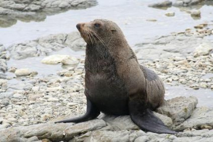 Kaikoura svømme med delfiner tur fra Christchurch