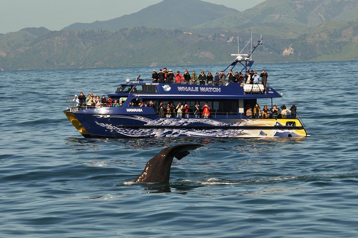 Tour de un día desde Christchurch para avistar ballenas en Kaikoura
