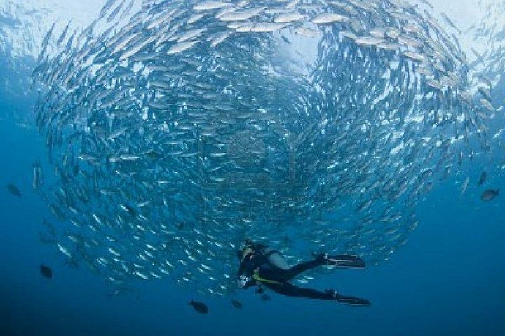 Buceo en el naufragio del USS Liberty de Tulamben Bali