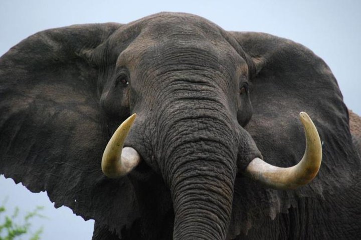 Tour zum Elefantenschutzgebiet ab Johannesburg