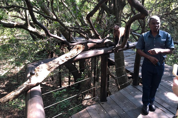 Tour zum Elefanten- und Affenschutzgebiet ab Johannesburg