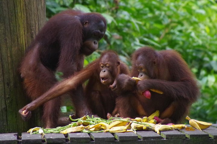 Tour privado de todo el día a Sepilok Orang Utan, Bornean Sun Bear y Rainforest Discovery Center