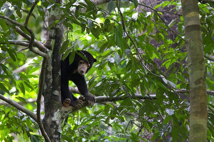 Tour privado de todo el día a Sepilok Orang Utan, Bornean Sun Bear y Rainforest Discovery Center