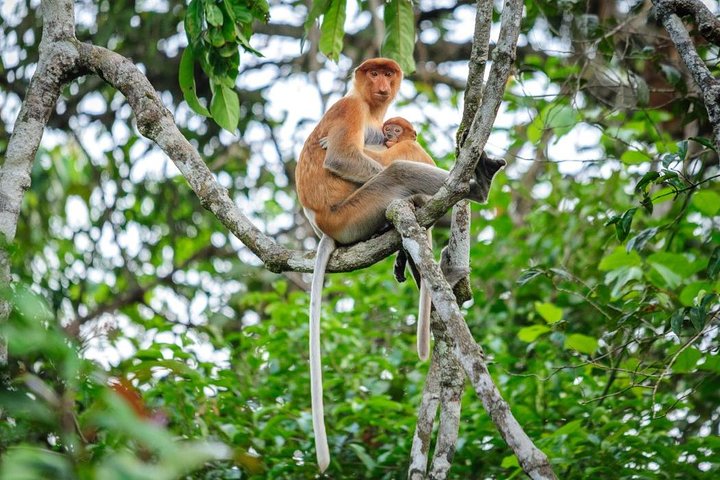 Crucero por el río Kinabatangan desde Sandakan