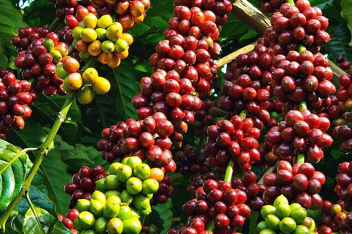 Amazing Coffee Ganztagestour in Buon Ma Thuot - Daklak