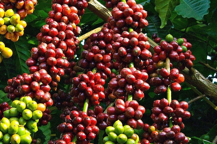 Amazing Coffee Ganztagestour in Buon Ma Thuot - Daklak